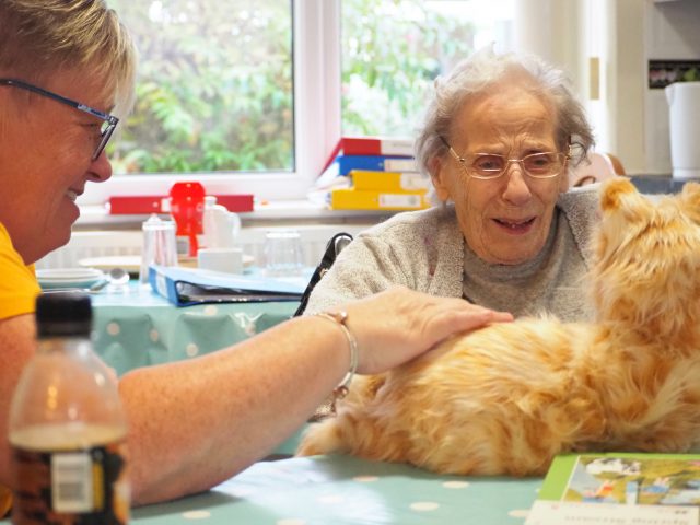 Interactive cat in residential home