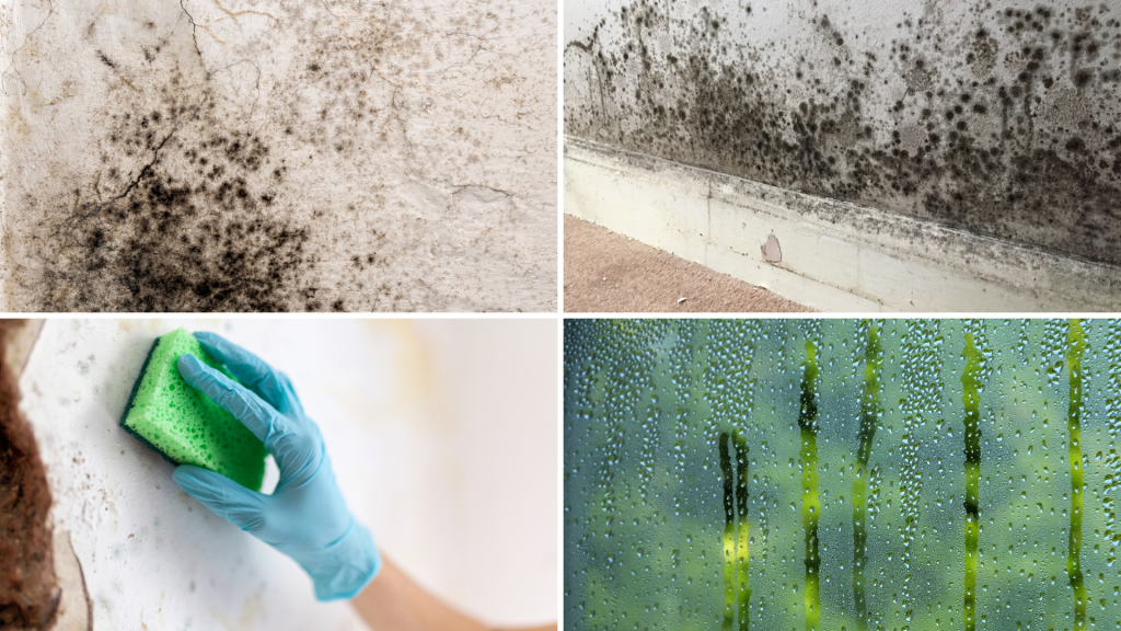 Four images of different types of damp