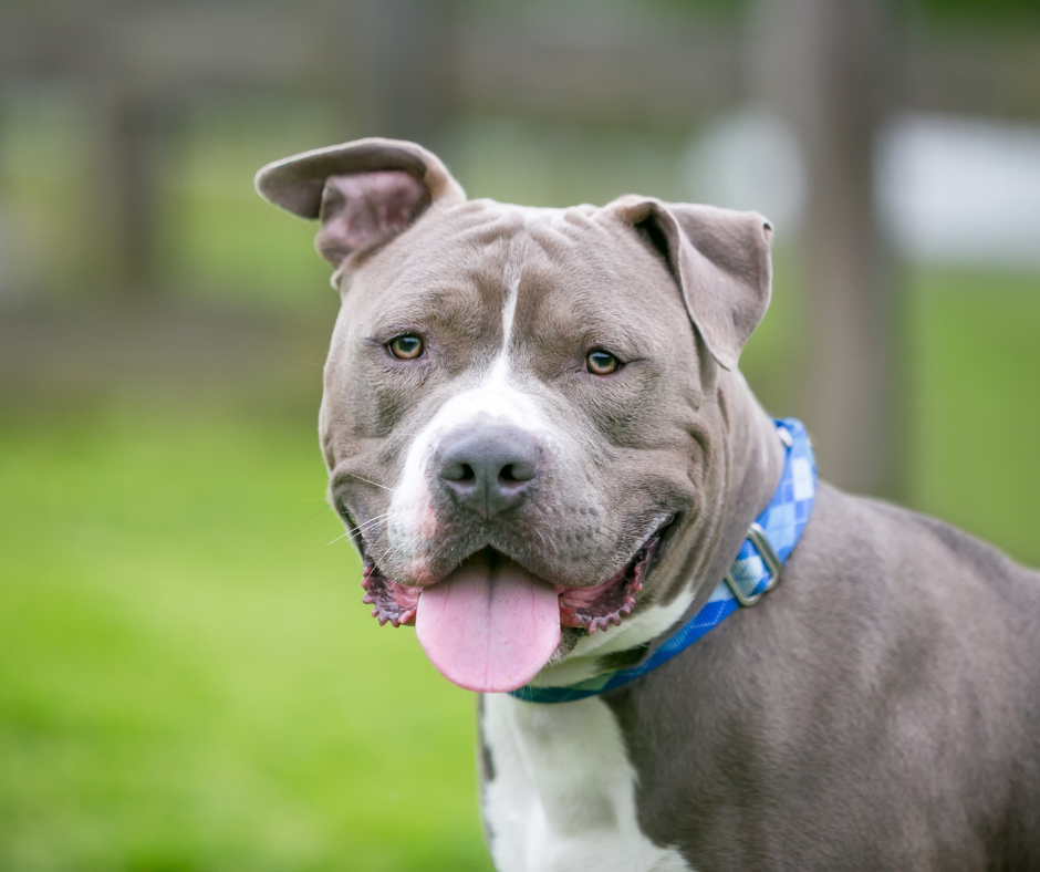 Grey xl bully dog sitting with his tongue out.